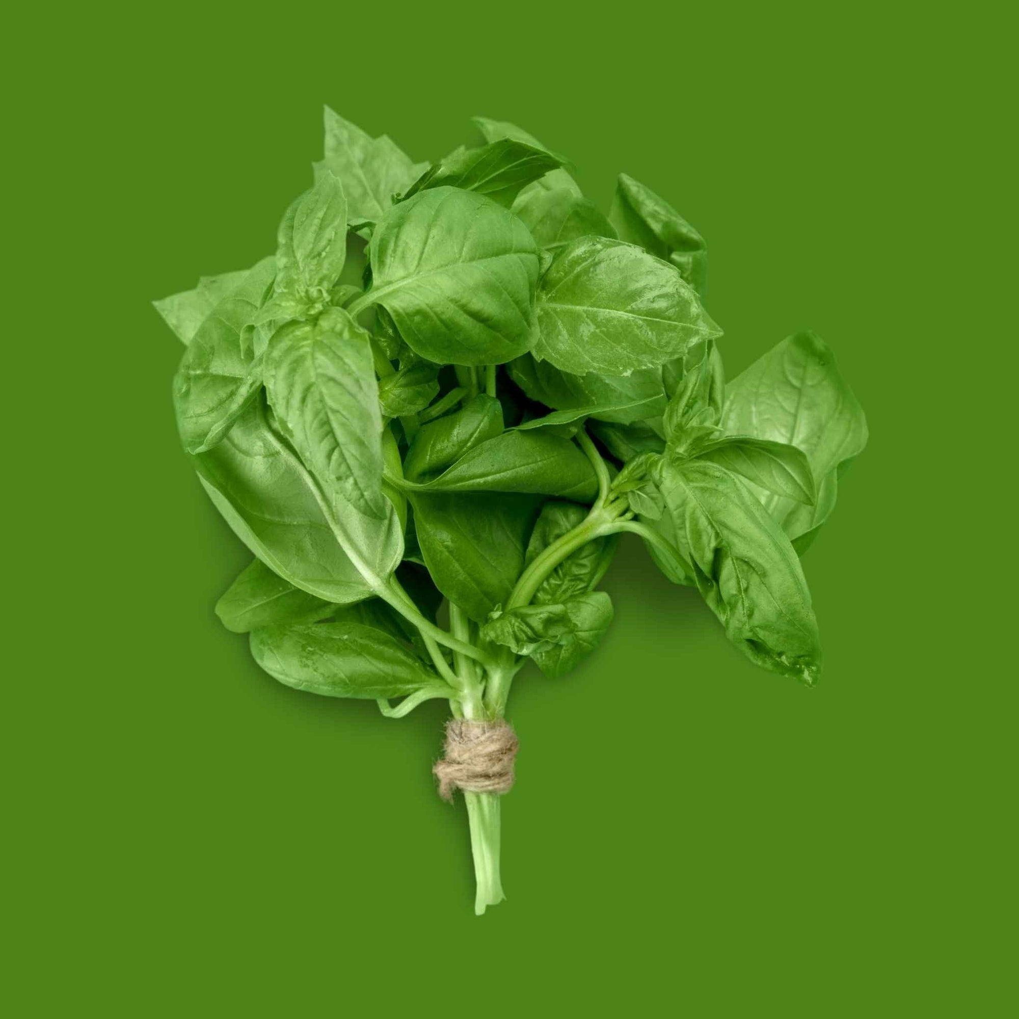 Basil (1 bunch)