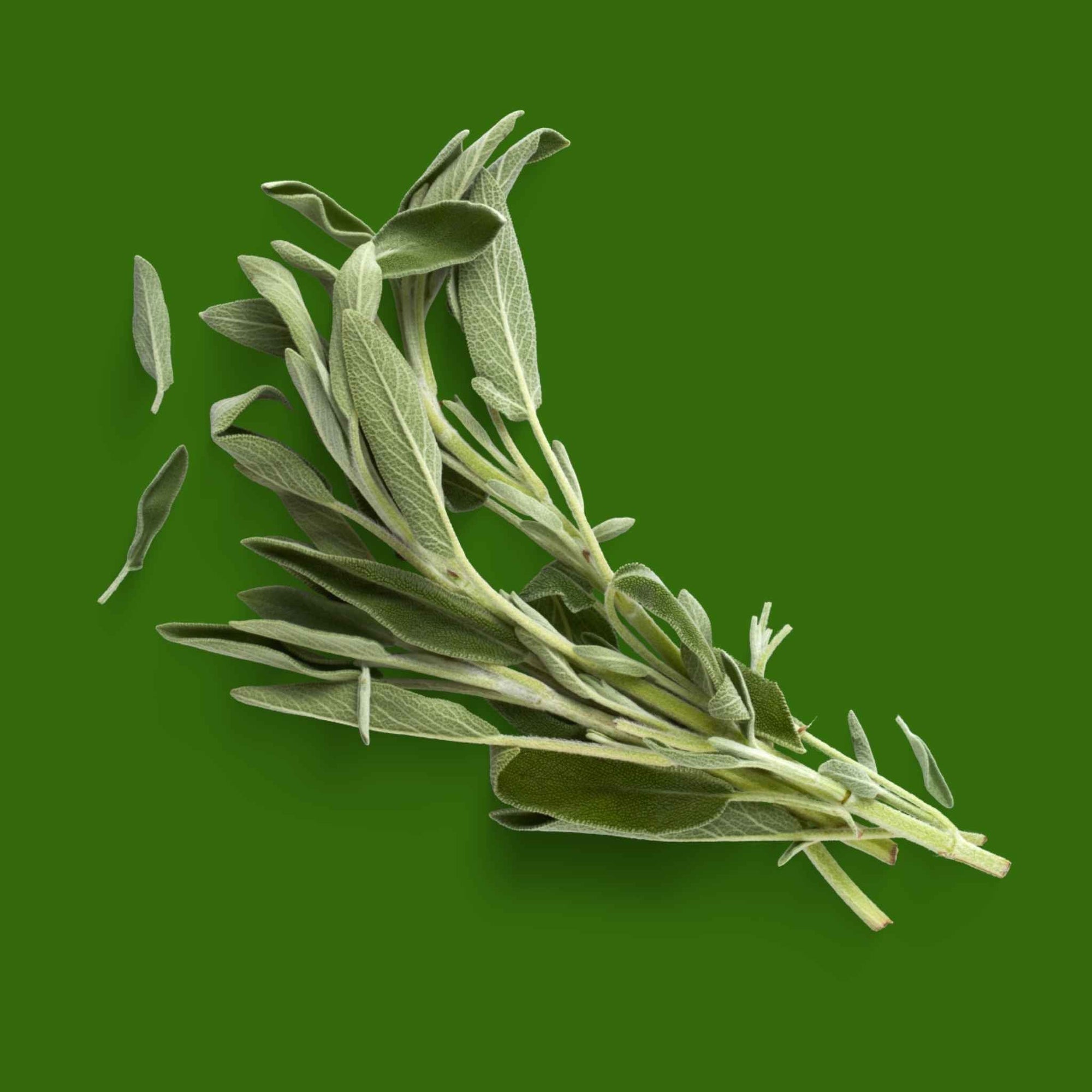 Sage (1 bunch)