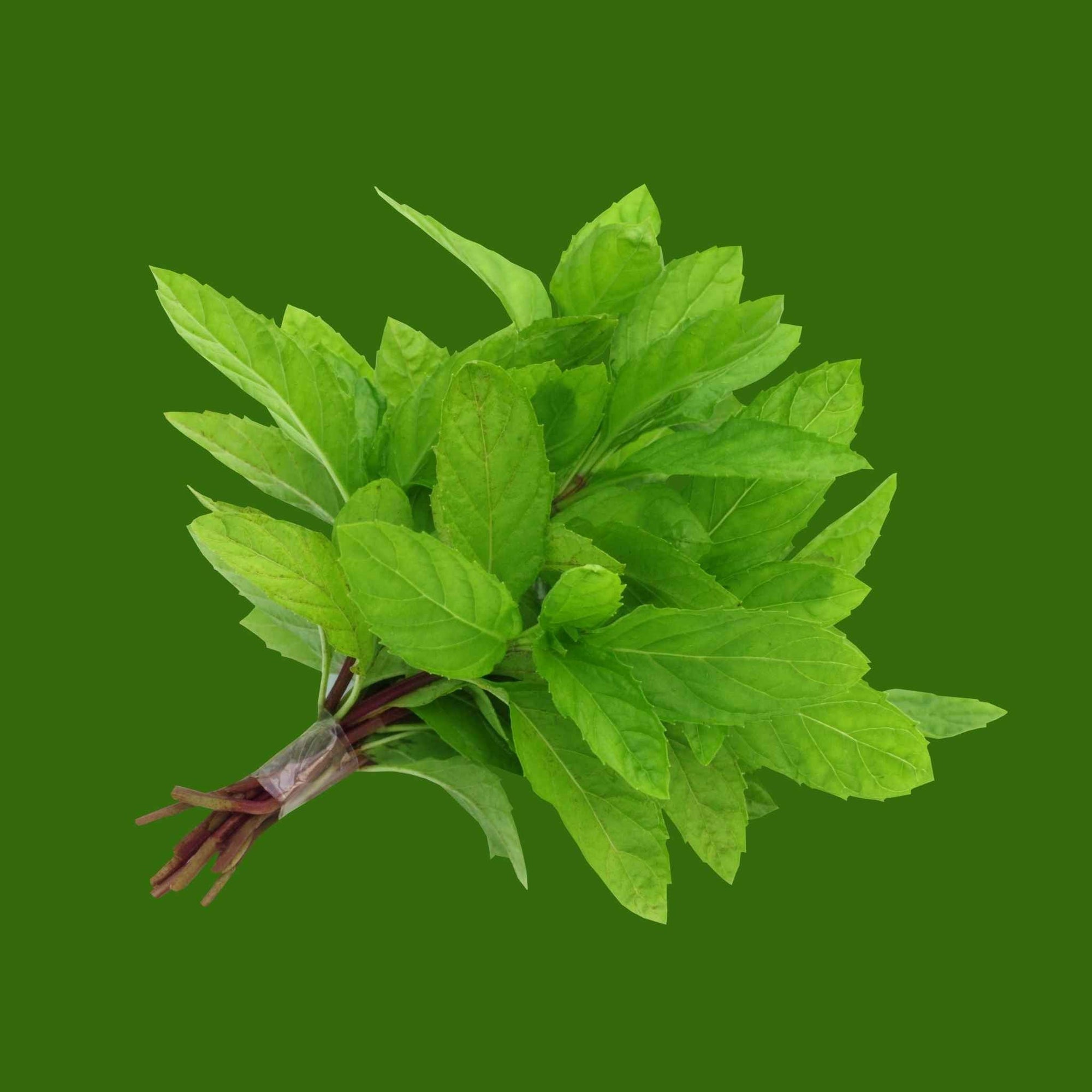 Mint (1 bunch)