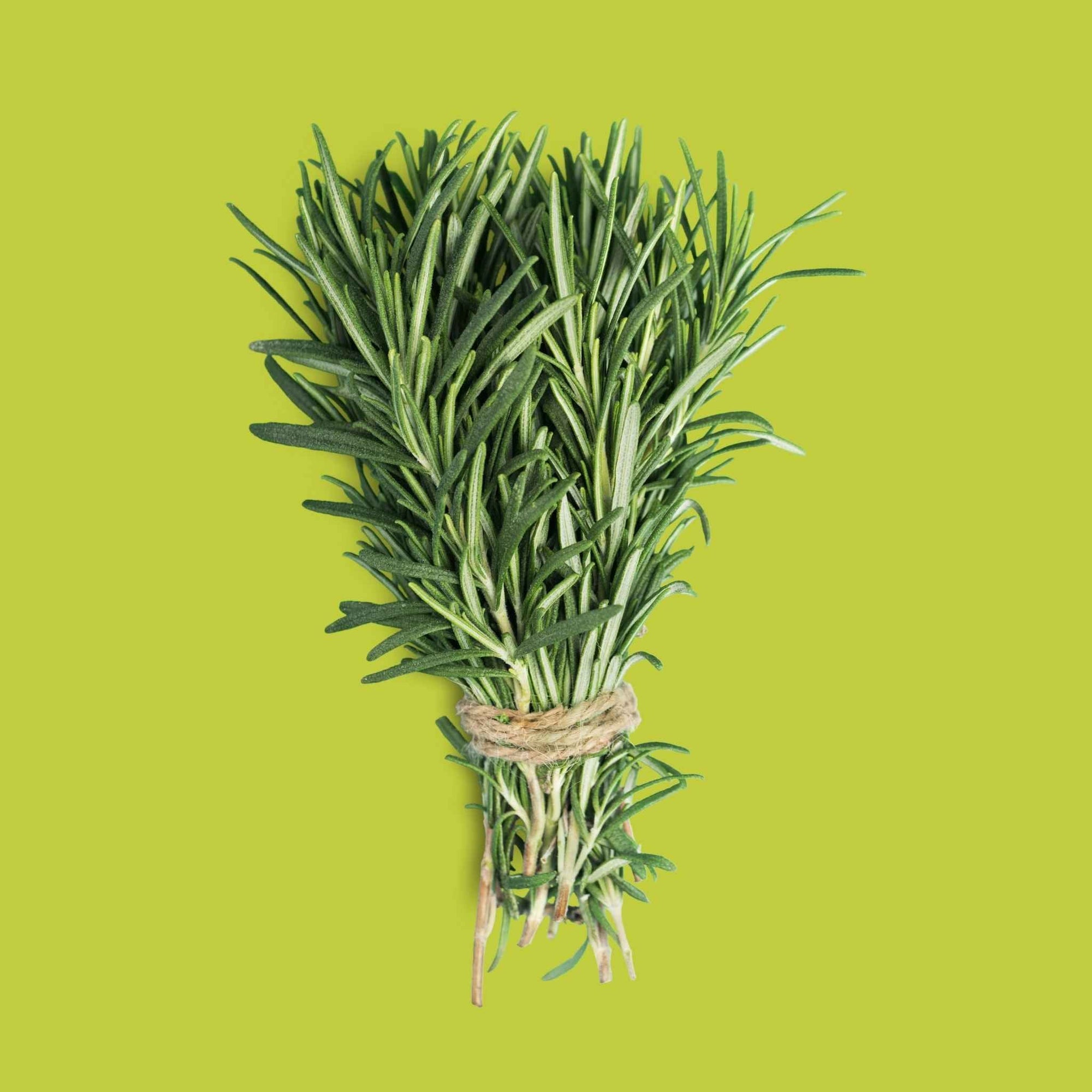 Rosemary (1 large bunch)