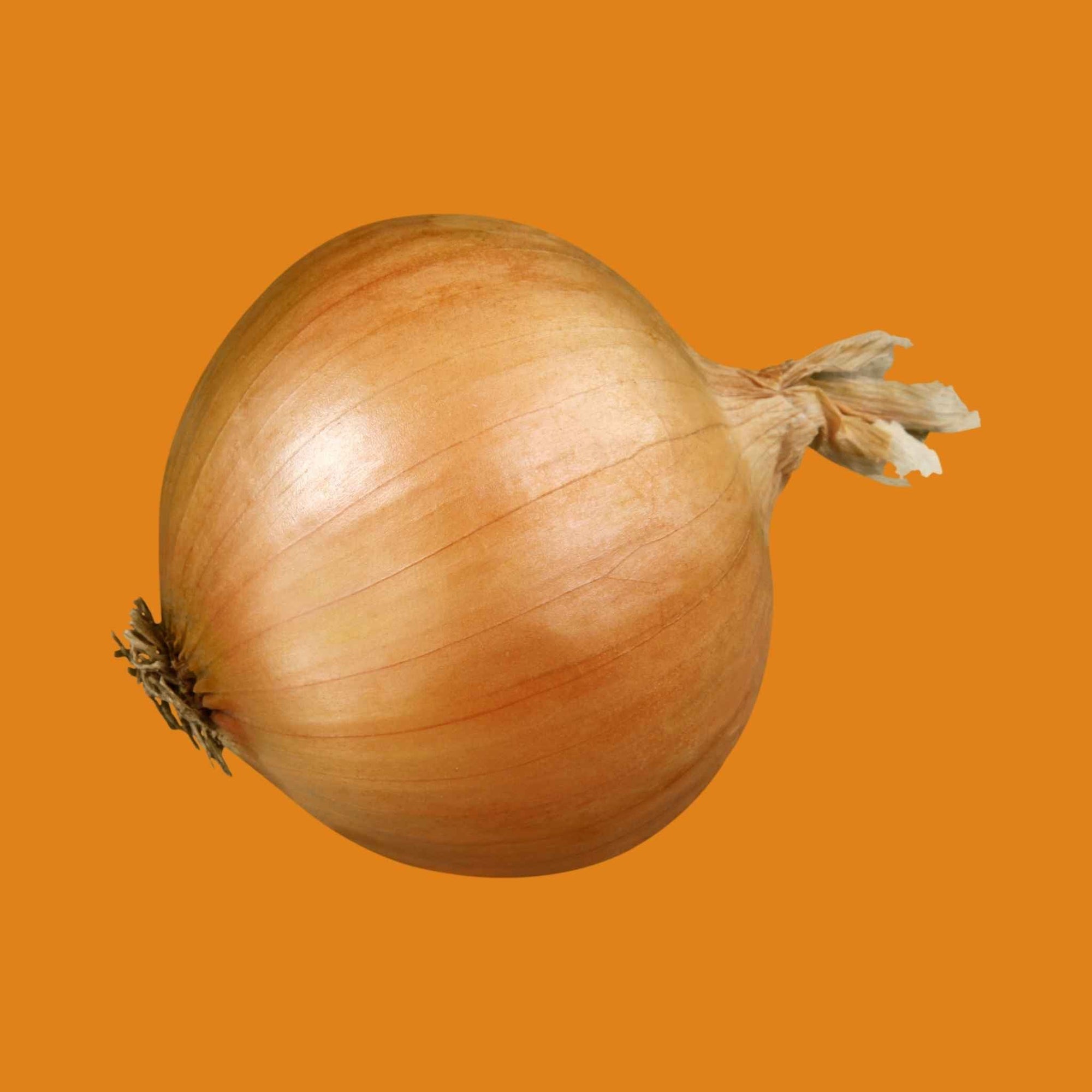 Spanish Onion (1 each)